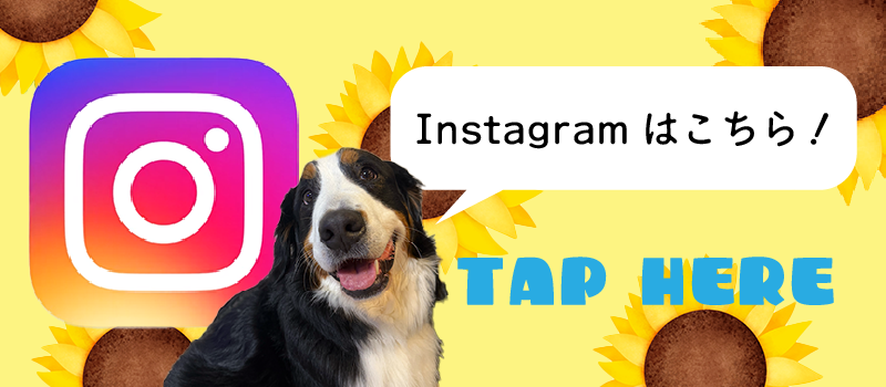 Instagram、インスタ